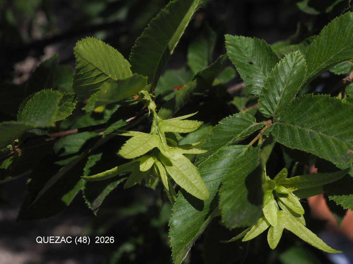 Hornbeam plant